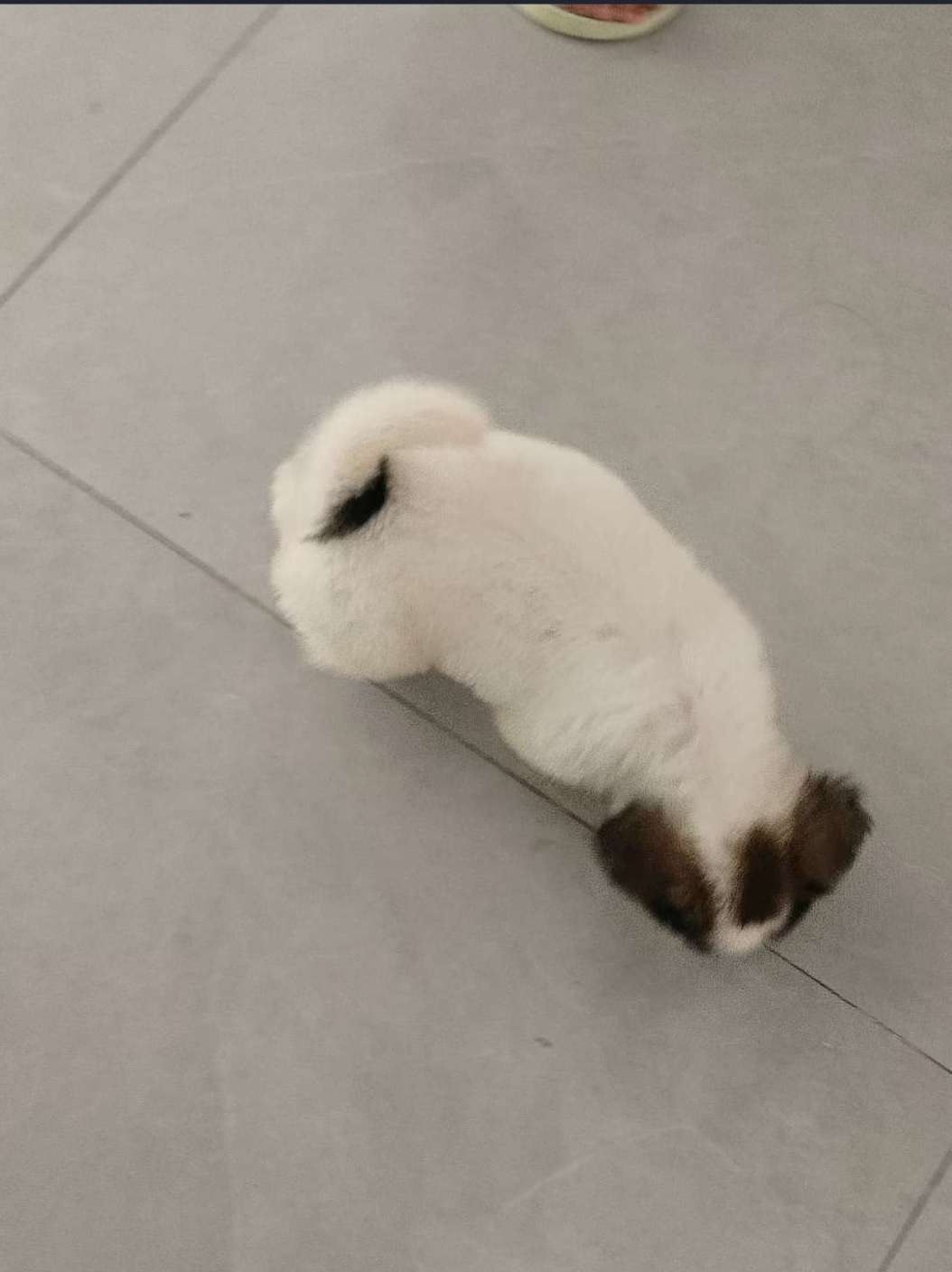 中华田园犬